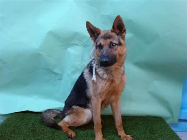 ZACK - German Shepherd Dog available for adoption