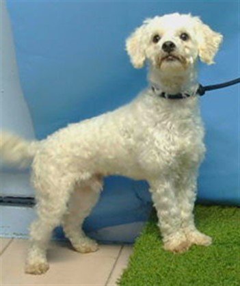 A5792912 - Poodle (Miniature) available for adoption
