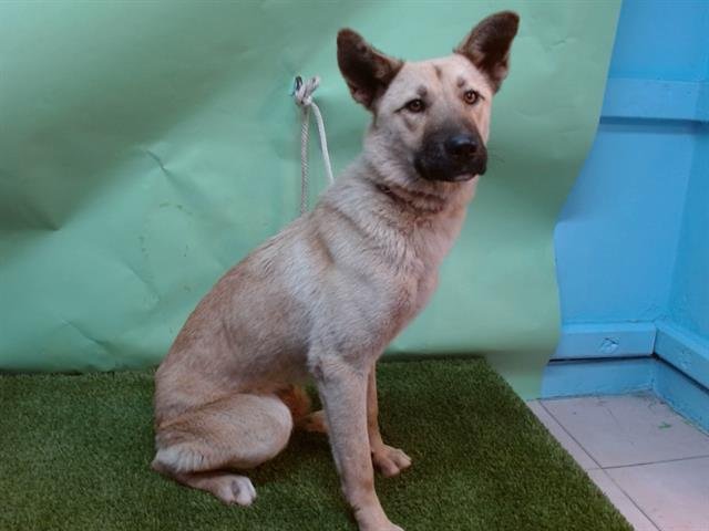 CINNAMON - German Shepherd Dog available for adoption
