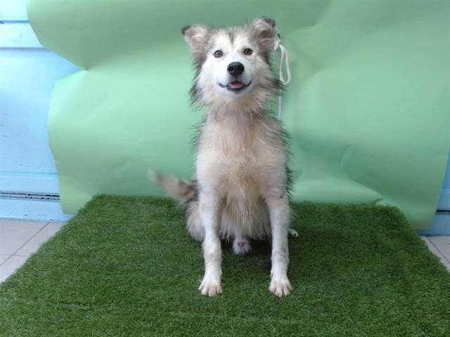 SYLVESTER - Siberian Husky available for adoption