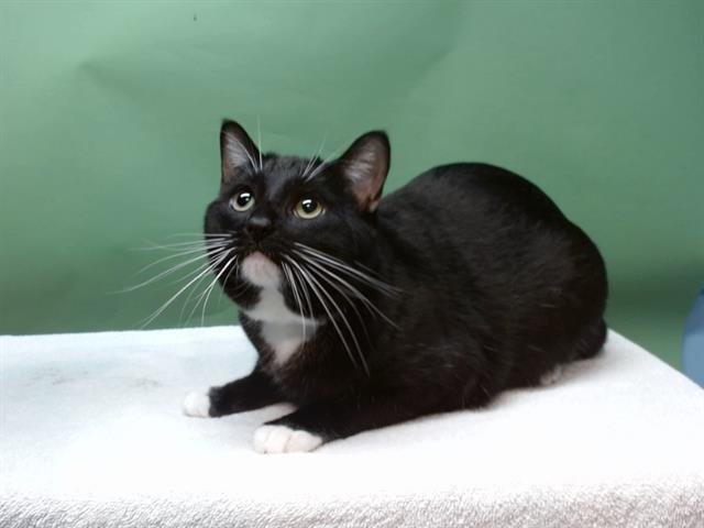 SIMBA - Domestic Medium Hair available for adoption