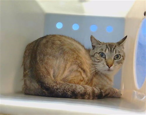 CHARLES - Domestic Short Hair available for adoption
