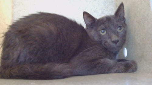 MIKEY - Domestic Short Hair available for adoption