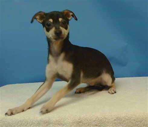 A5796777 - Chihuahua available for adoption