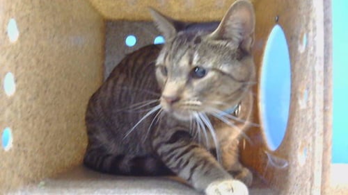 SIMON - Domestic Short Hair available for adoption