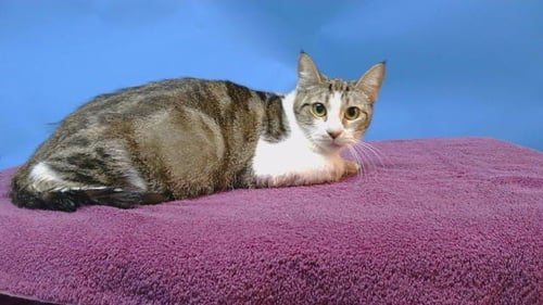 MYLA - Domestic Short Hair for adoption in Torrance