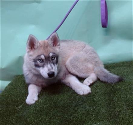 A5754304 - Siberian Husky / German Shepherd Dog available for adoption