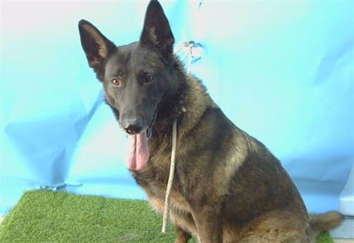 BROOKLYN - Belgian Shepherd Malinois / German Shepherd Dog available for adoption