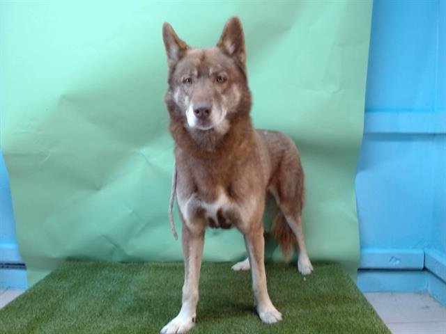 RAMBO - Siberian Husky / German Shepherd Dog available for adoption