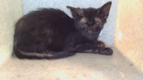 A5790164 - Domestic Short Hair available for adoption