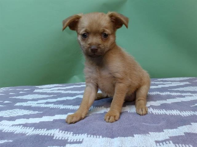 A5755956 - Chihuahua / Terrier available for adoption