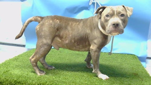 A5788335 - Pit Bull Terrier available for adoption