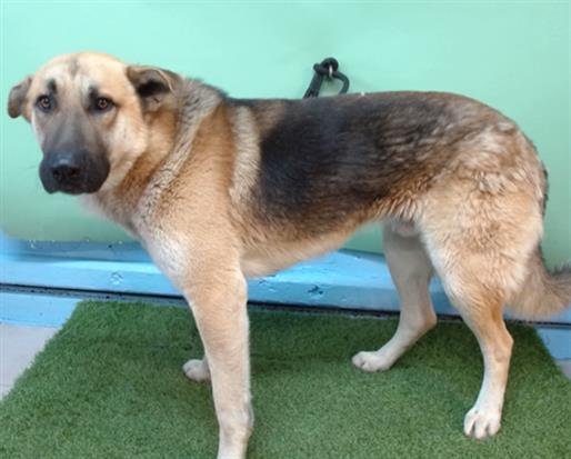 A5759421 - German Shepherd Dog available for adoption