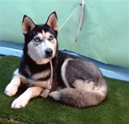 DAKOTA - Siberian Husky available for adoption