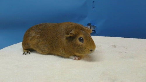 MOCHA - Guinea Pig available for adoption