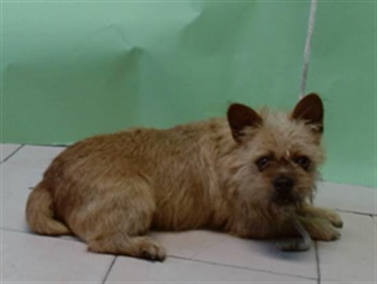 CHIPS - Terrier available for adoption