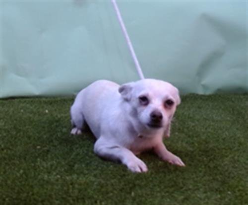 ROCCO - Chihuahua available for adoption