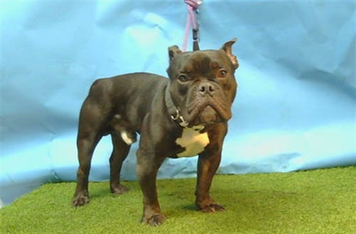 A5795236 - Bulldog available for adoption