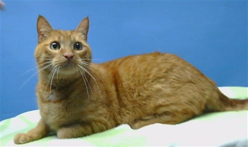 RIO - Domestic Short Hair available for adoption