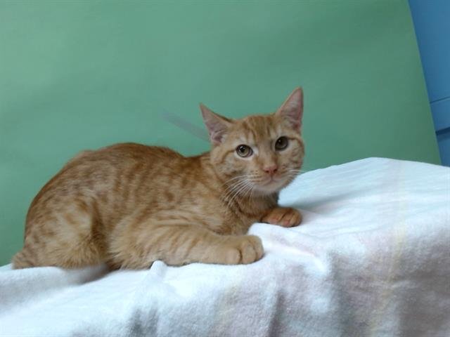 BLAZE - Domestic Short Hair available for adoption