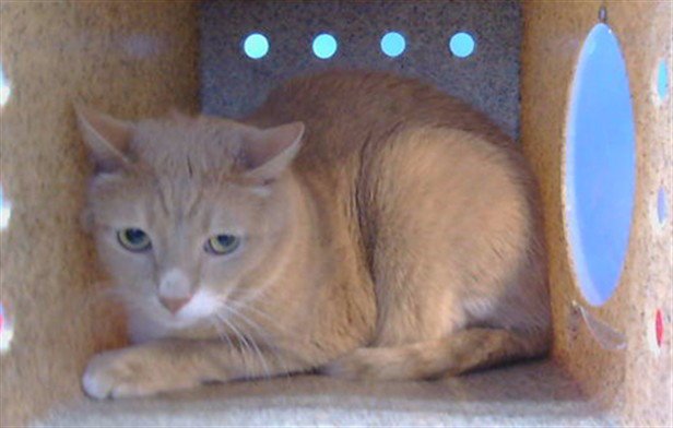 MATEO Image