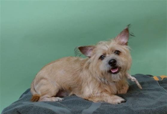 A5750267 - Terrier available for adoption