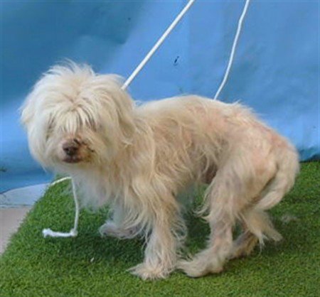 DANGER - Terrier available for adoption