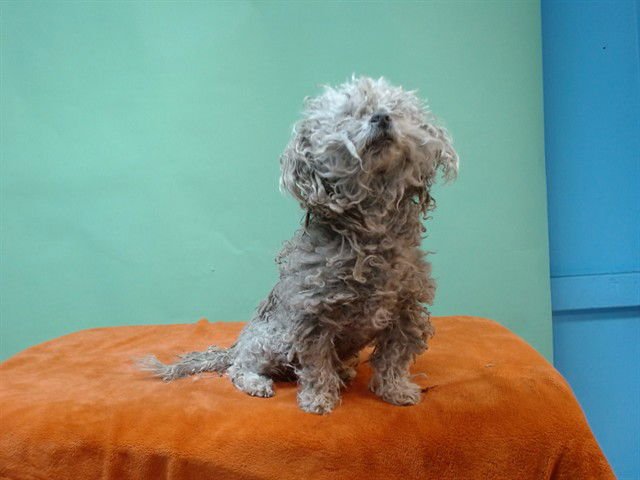 CHEWY - Maltese / Poodle (Miniature) available for adoption