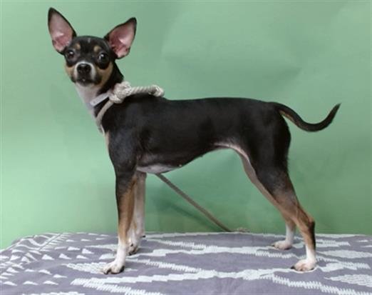 LADY - Chihuahua / Miniature Pinscher available for adoption