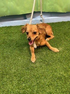 A5760961 - Chihuahua / Miniature Pinscher available for adoption