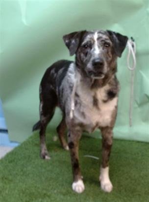 OREO - Australian Cattle Dog/Blue Heeler available for adoption