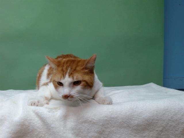 GINGER - Domestic Short Hair available for adoption