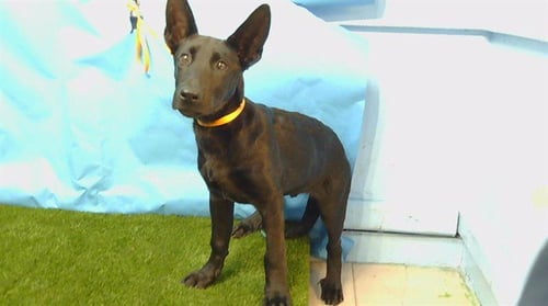 GENERAL - German Shepherd Dog available for adoption