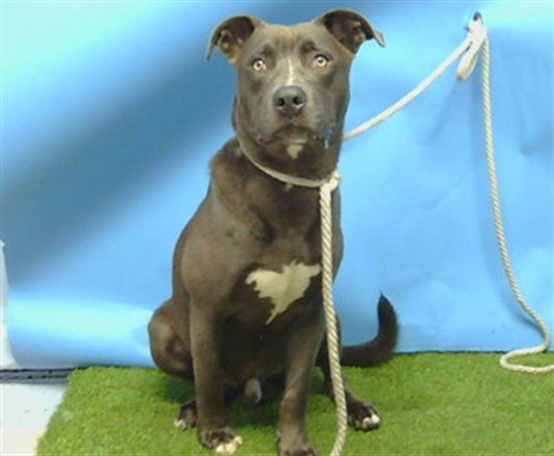 BALOO Image
