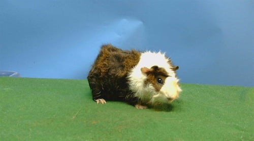 A5778434 - Guinea Pig available for adoption