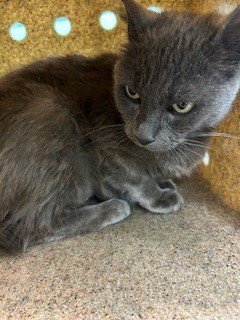 COCONUT - Russian Blue available for adoption