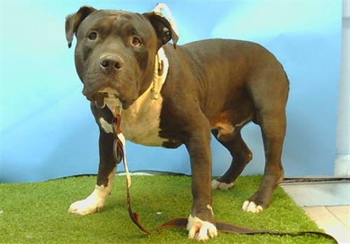 BUCCANEER - Pit Bull Terrier available for adoption