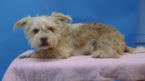 A5798715 - Terrier available for adoption