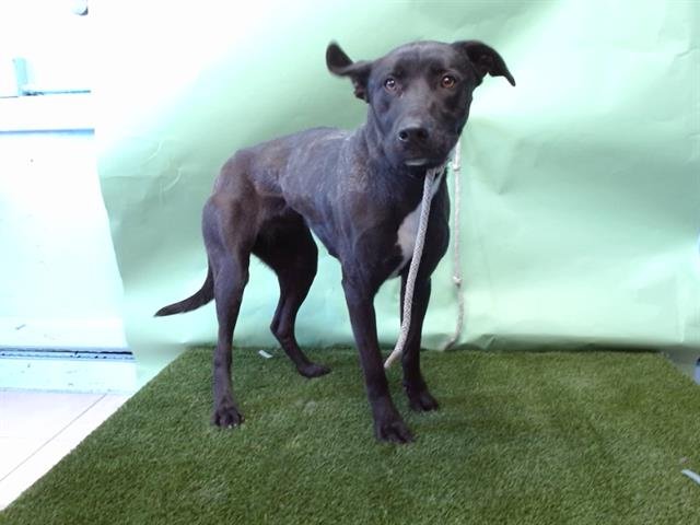 NOVA - Labrador Retriever / Pointer available for adoption