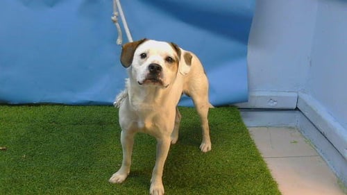 A5799237 - Pit Bull Terrier / Beagle available for adoption