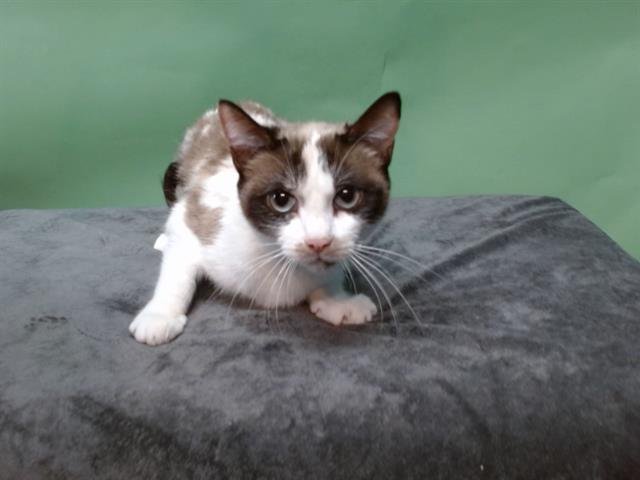 FLOUNDER - Domestic Short Hair available for adoption