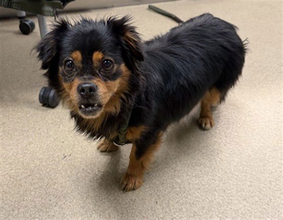 SUZY - Pekingese available for adoption