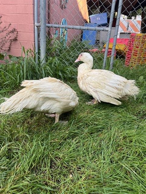 A5749358 - Duck available for adoption