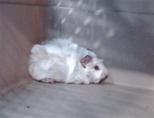 A5760294 - Guinea Pig available for adoption