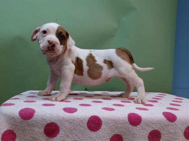 COOKIE - Pit Bull Terrier available for adoption