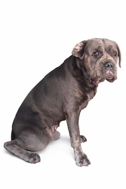 CALVIN - Cane Corso Mastiff available for adoption