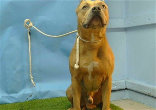 BIDNES - Pit Bull Terrier available for adoption