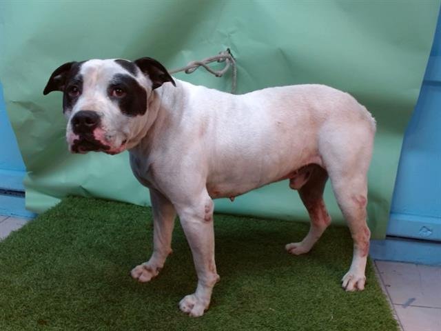 SUPERMAN - Pit Bull Terrier available for adoption