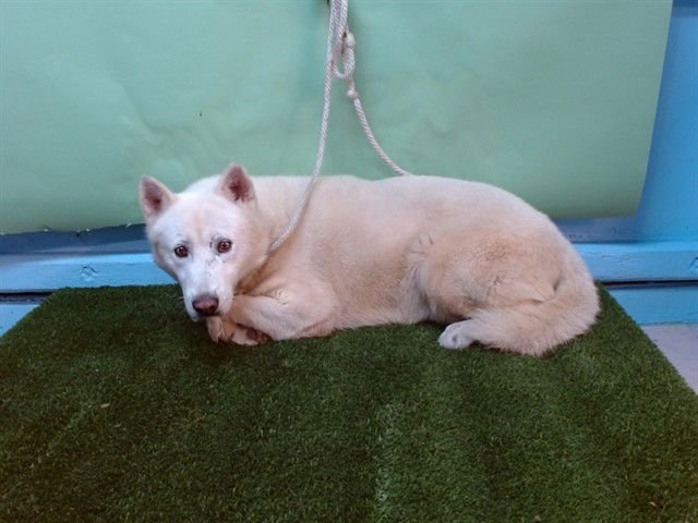 TROY - Siberian Husky available for adoption