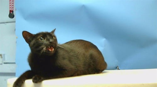DEAE - Domestic Short Hair available for adoption